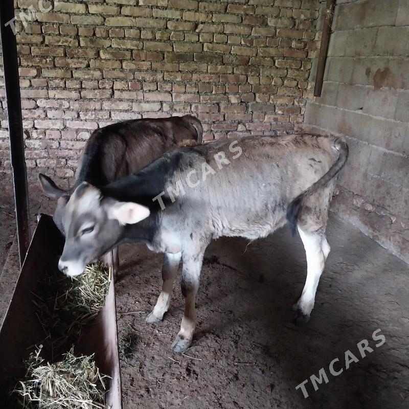 őkŭz gōle - Çoganly - img 3