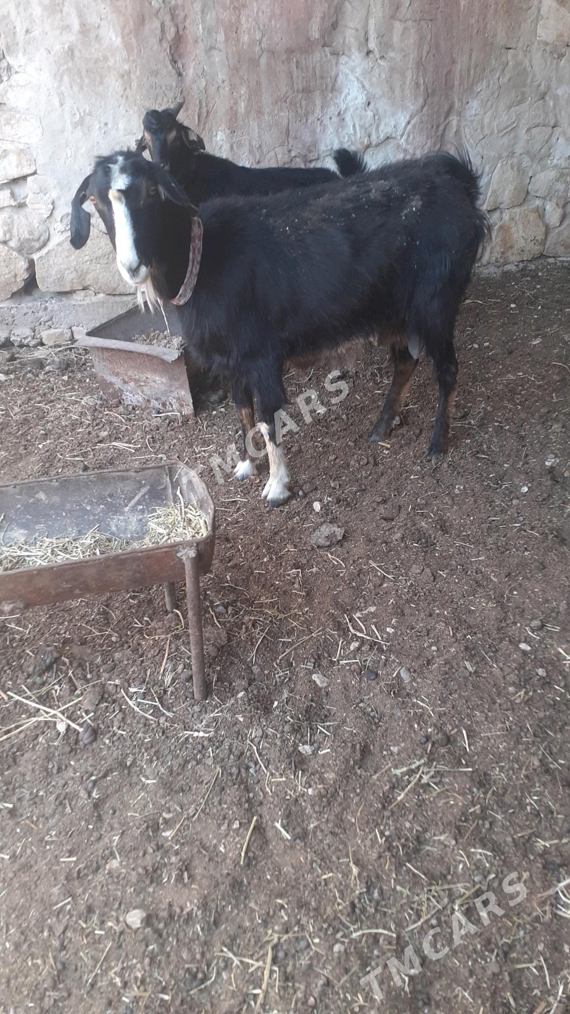 owlakly geci - Balkanabat - img 1
