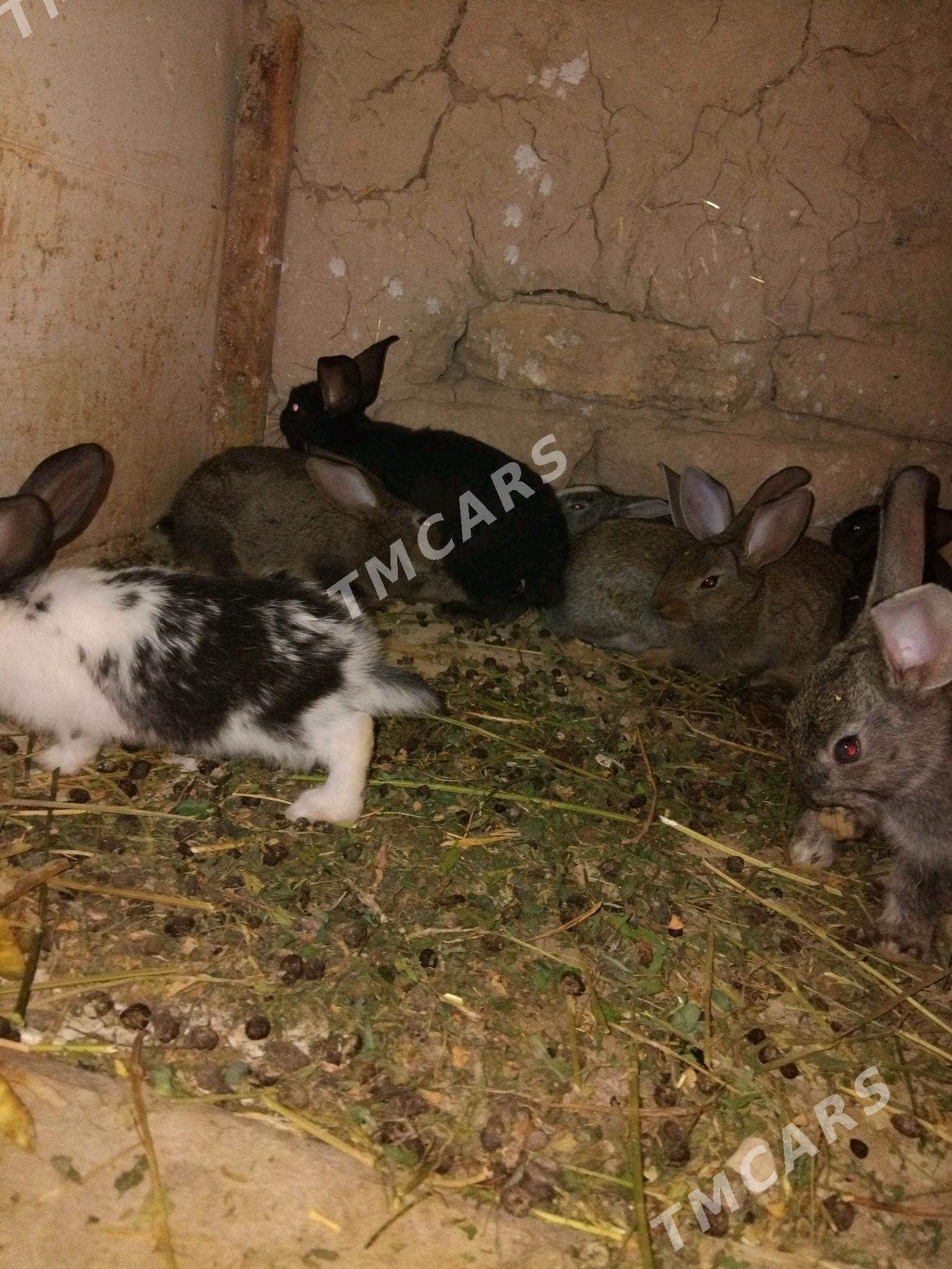 Towşan - Daşoguz - img 3
