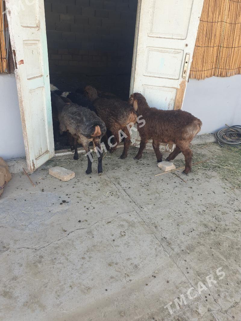 toklular - Aşgabat - img 2