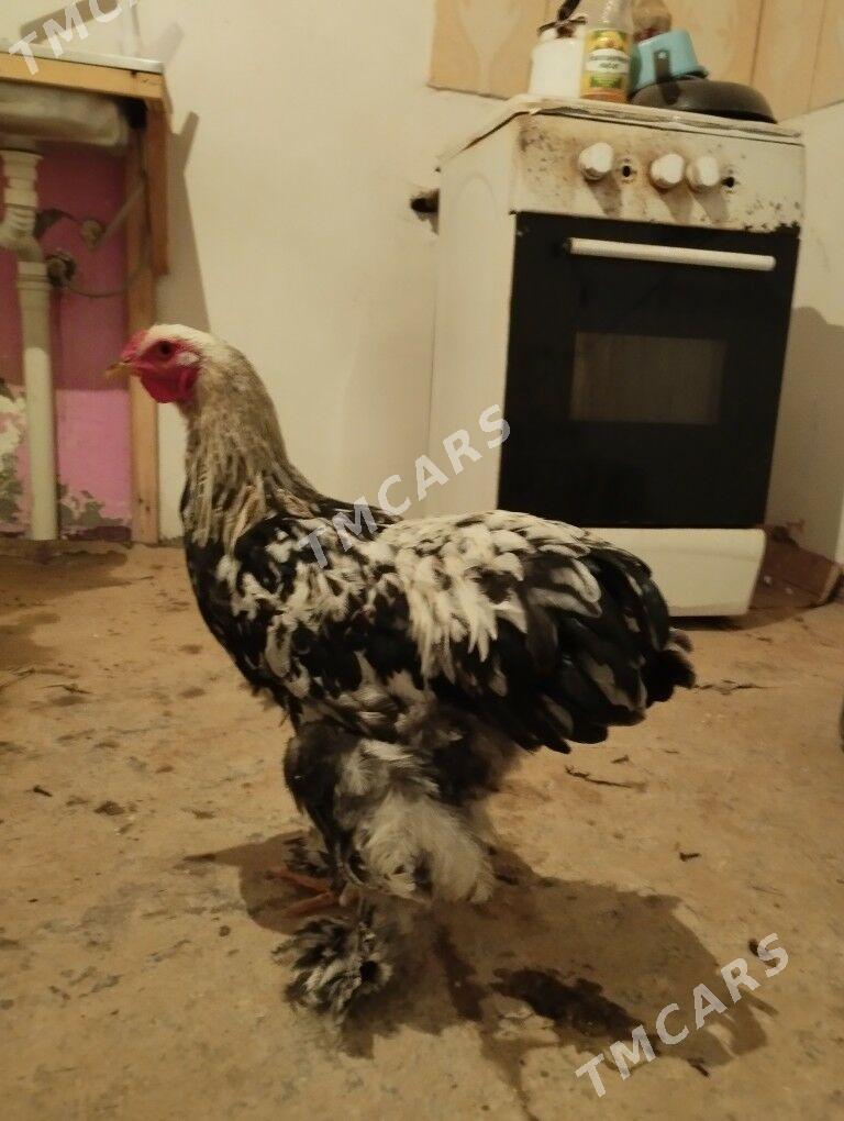 balgar - Мары - img 2