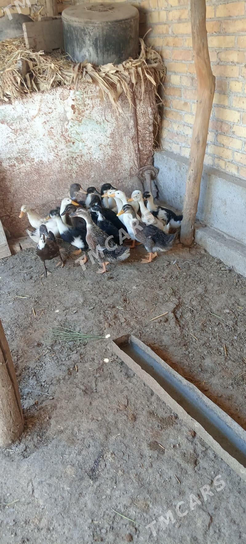 ÖRDEK - Türkmenabat - img 2