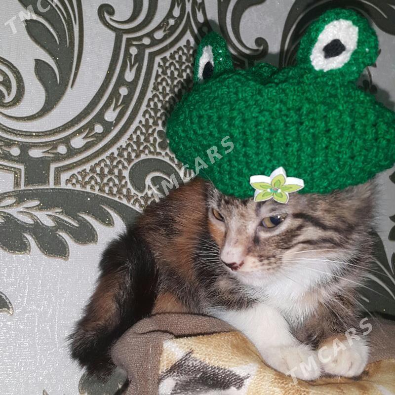 Котята - Aşgabat - img 2