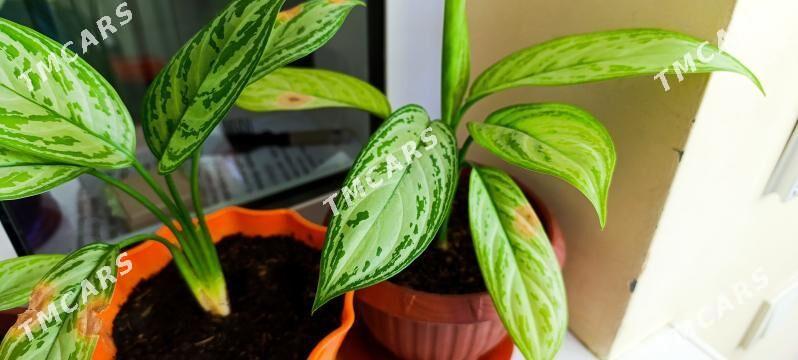 Aglaonema Аглаонема - 1 мкр - img 2