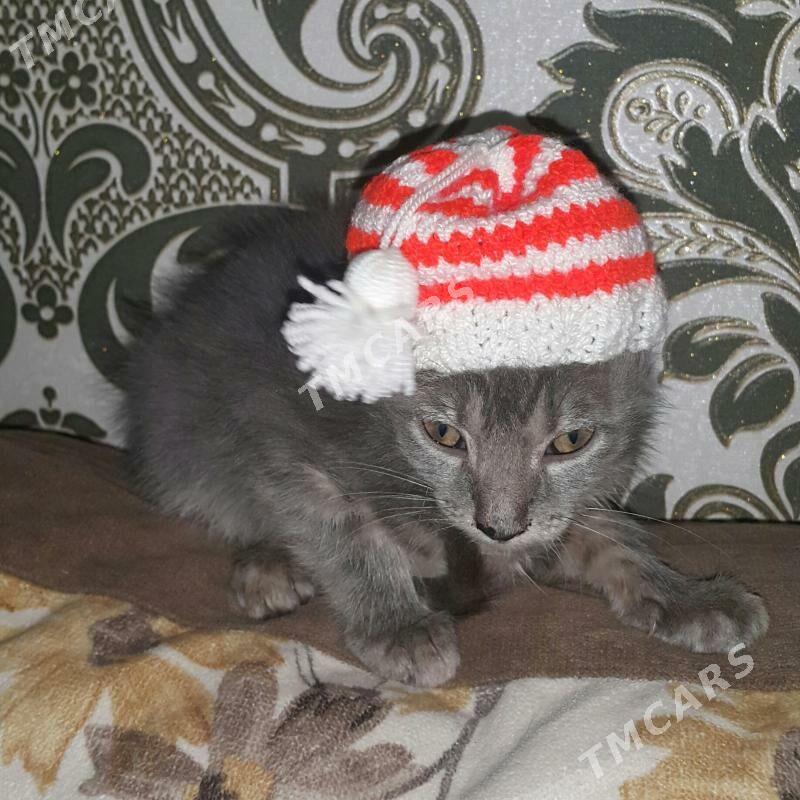 Котята - Aşgabat - img 3