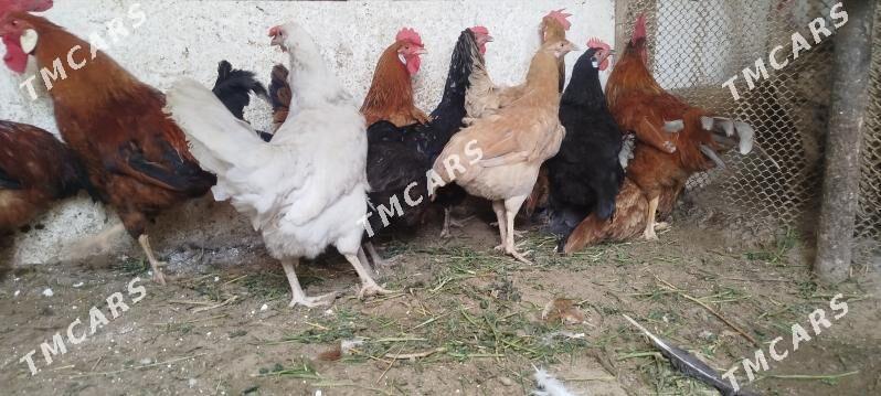 towuklar - Gyzylarbat - img 2