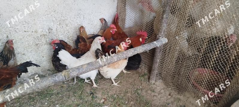 towuklar - Gyzylarbat - img 3