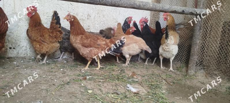 towuklar - Gyzylarbat - img 5
