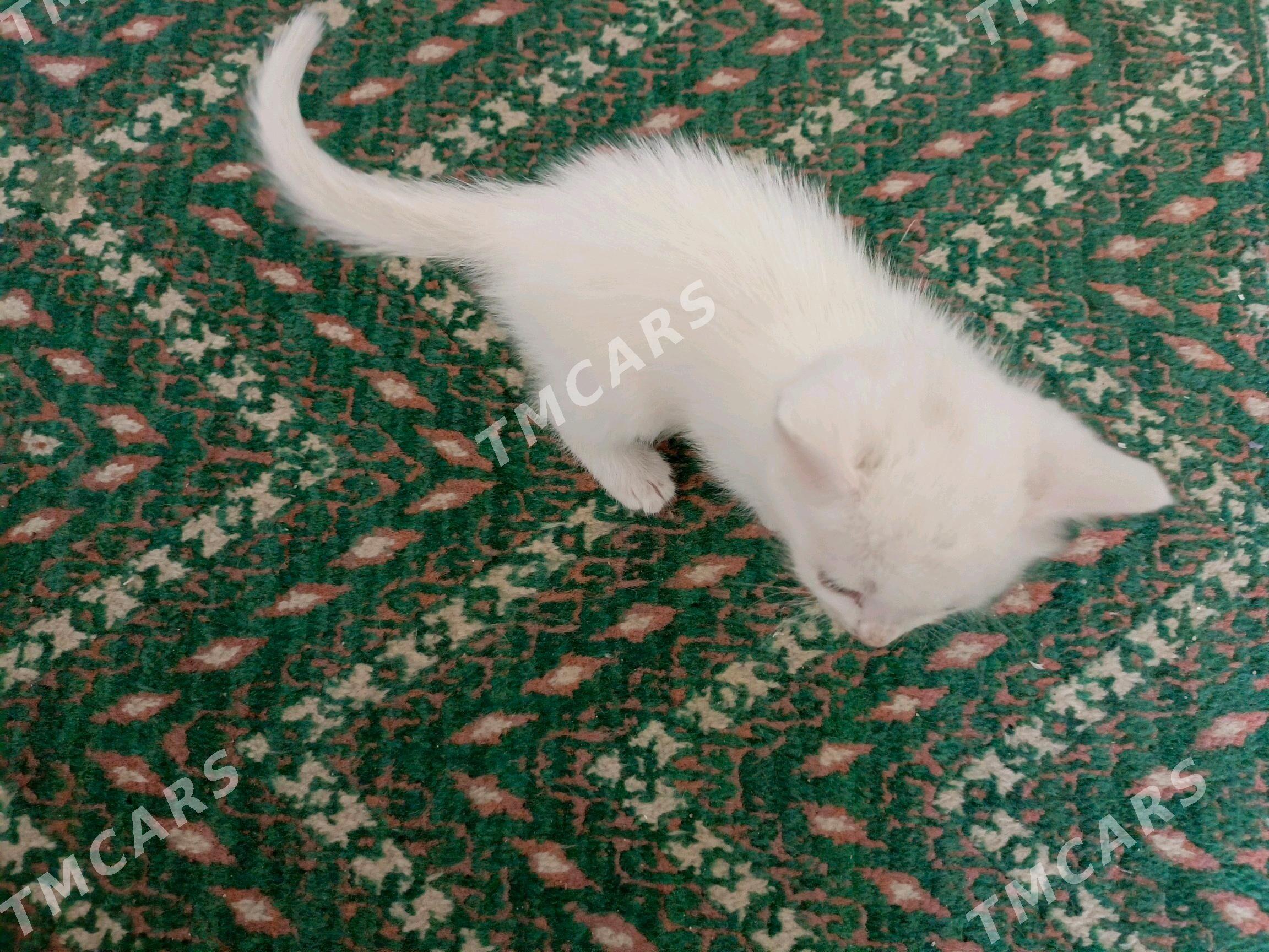 кошка - Türkmenabat - img 3