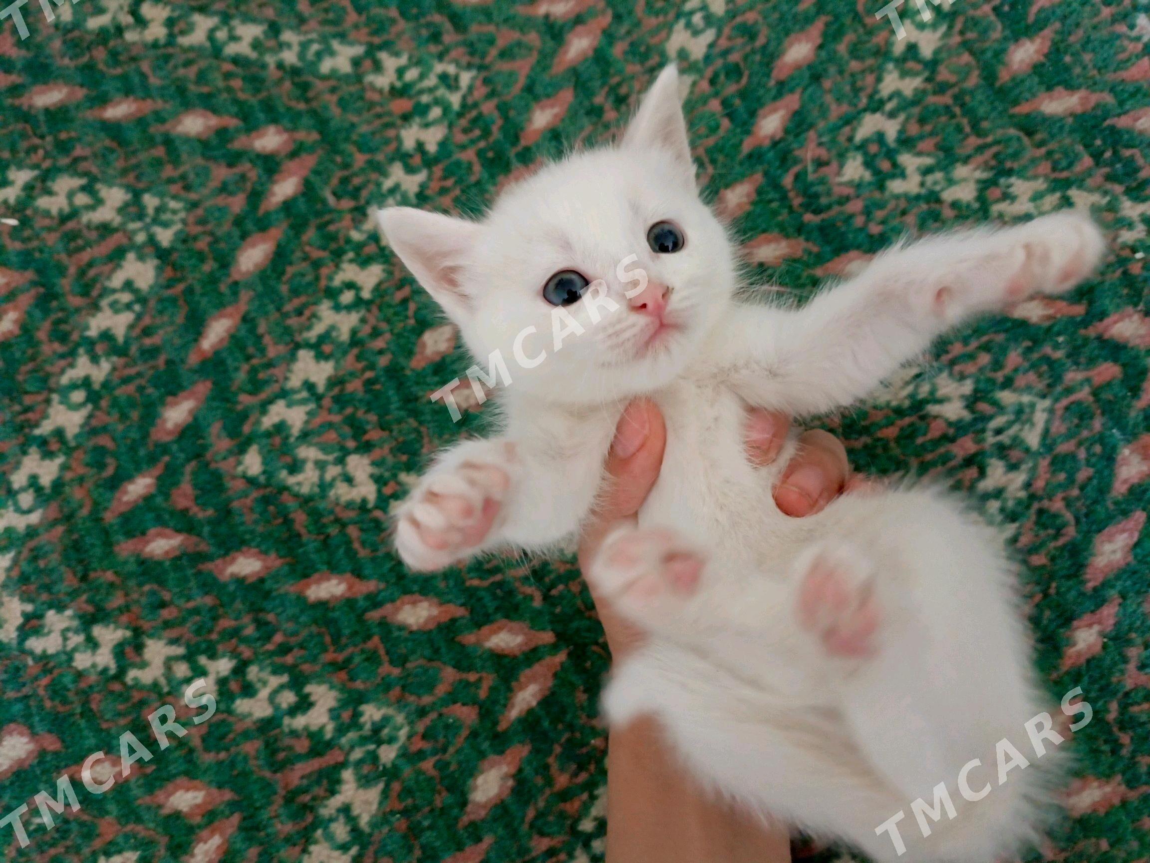 кошка - Türkmenabat - img 2