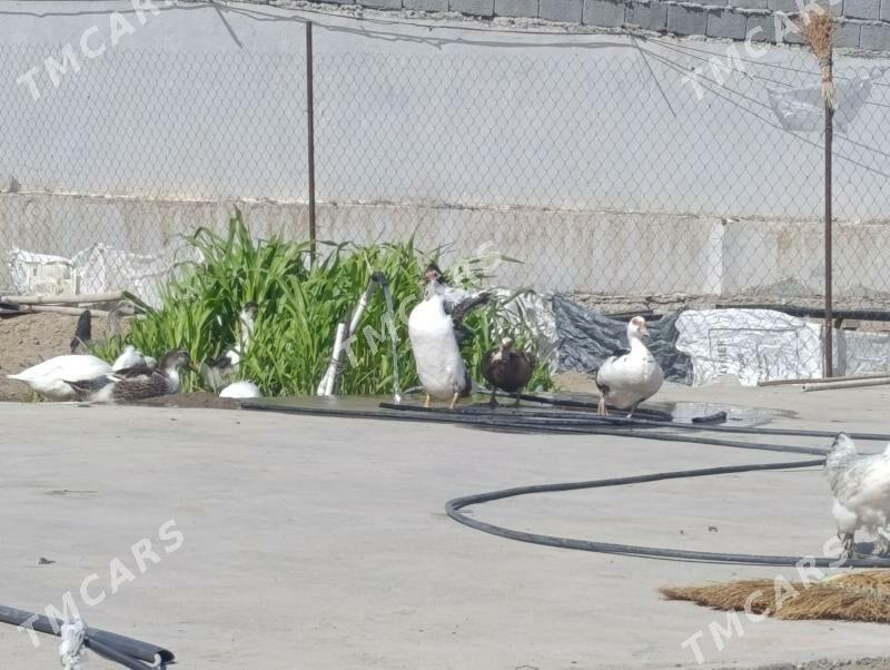 ördek - Aşgabat - img 5