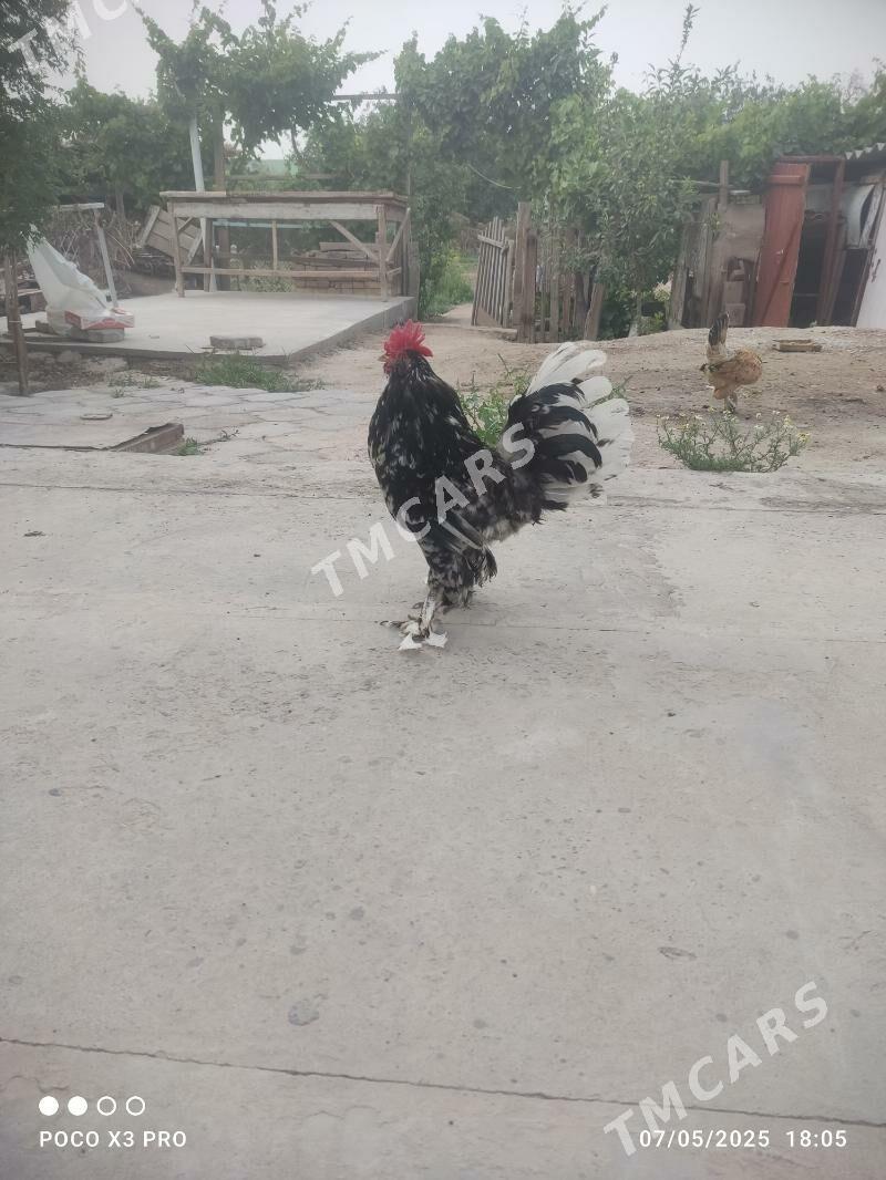 yaponçik horaz - Türkmenabat - img 2