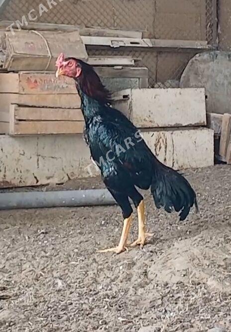 horaz taşkent - Gökdepe - img 2