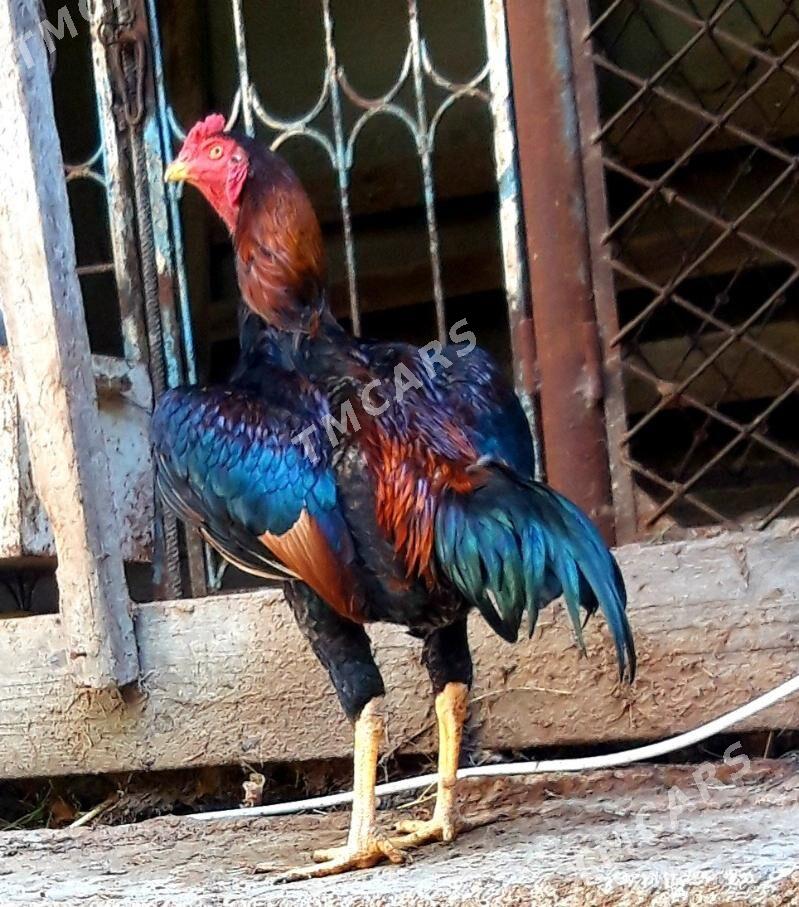 horaz taşkent - Gökdepe - img 4