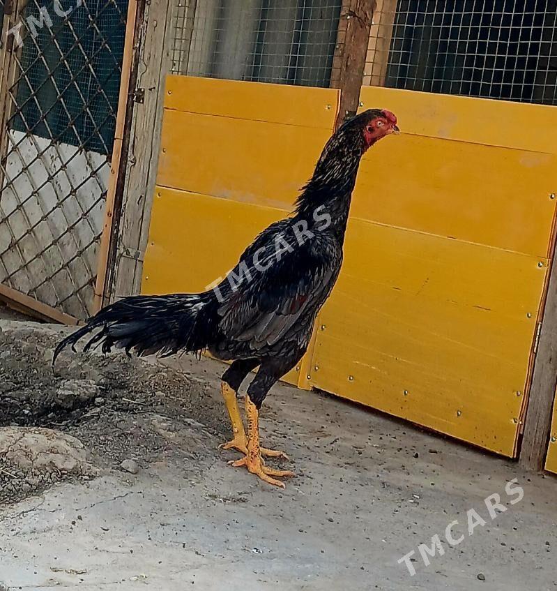 horaz taşkent - Gökdepe - img 6