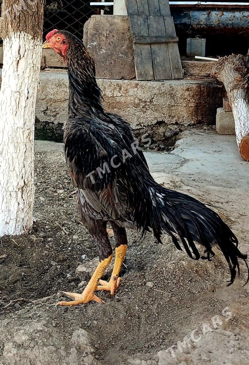 horaz taşkent - Gökdepe - img 7