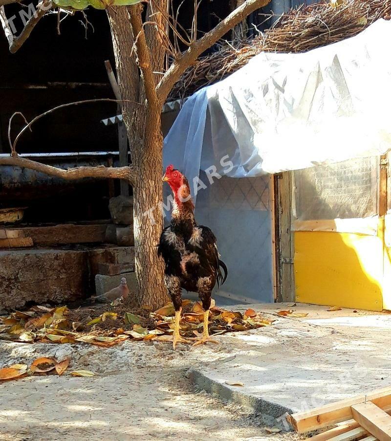 horaz taşkent - Gökdepe - img 5
