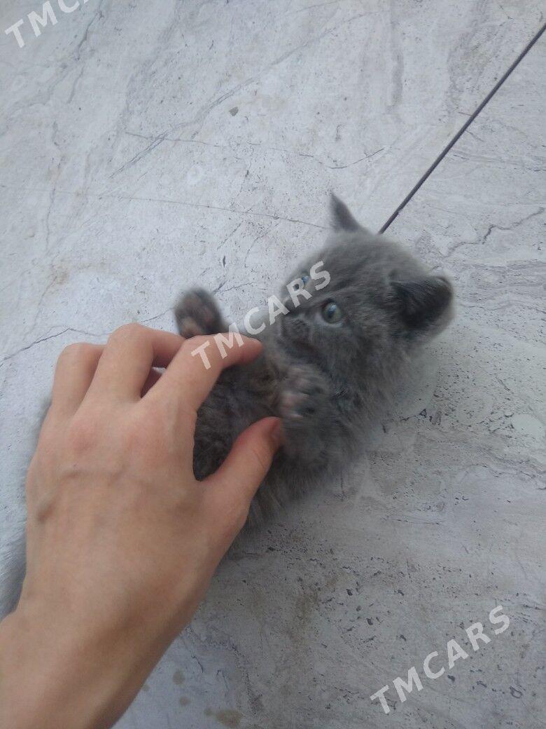 котёнок - Türkmenabat - img 2