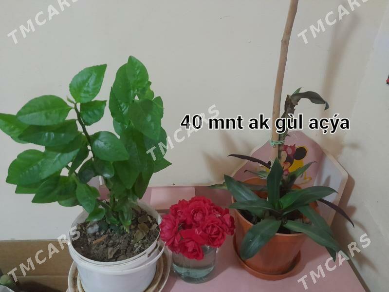 OWADAN GÜLLER SATLYK - Теджен - img 3