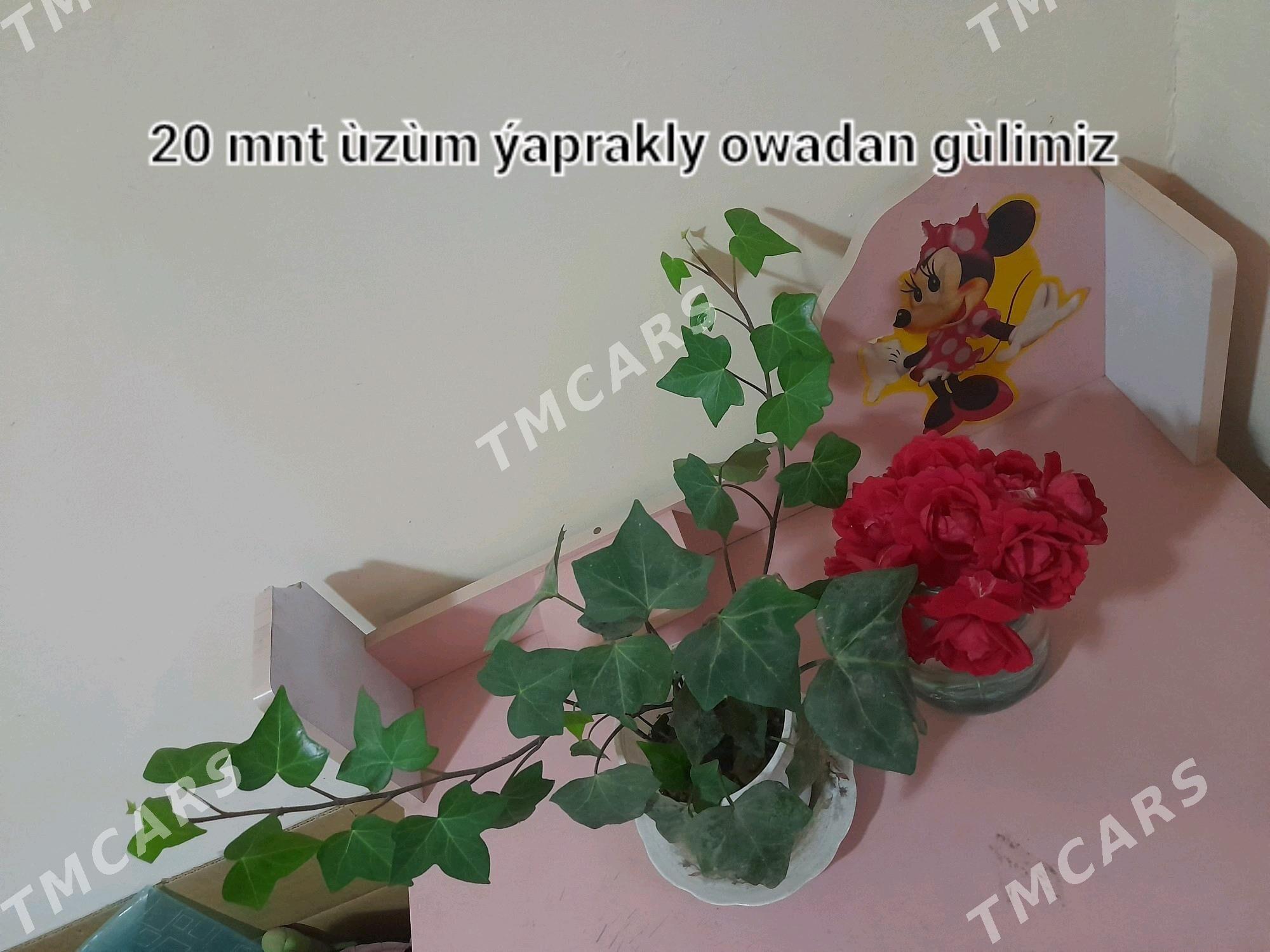 OWADAN GÜLLER SATLYK - Теджен - img 5