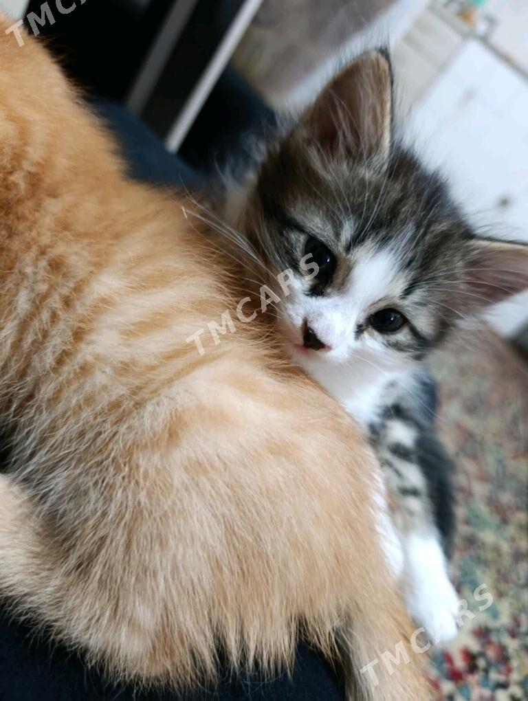 Котята - Дашогуз - img 2