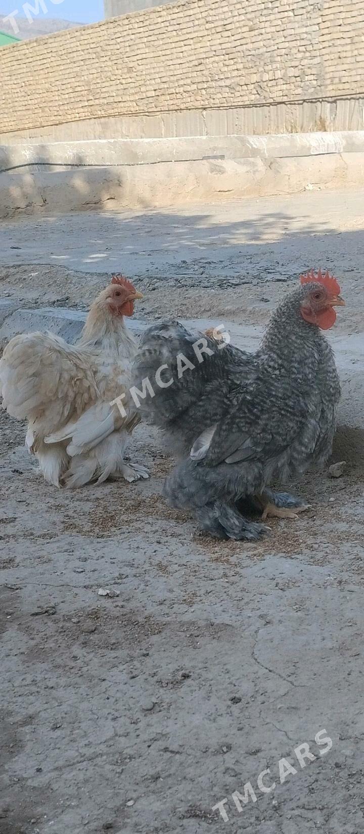 Kohinhin karlik horazlar - Balkanabat - img 3