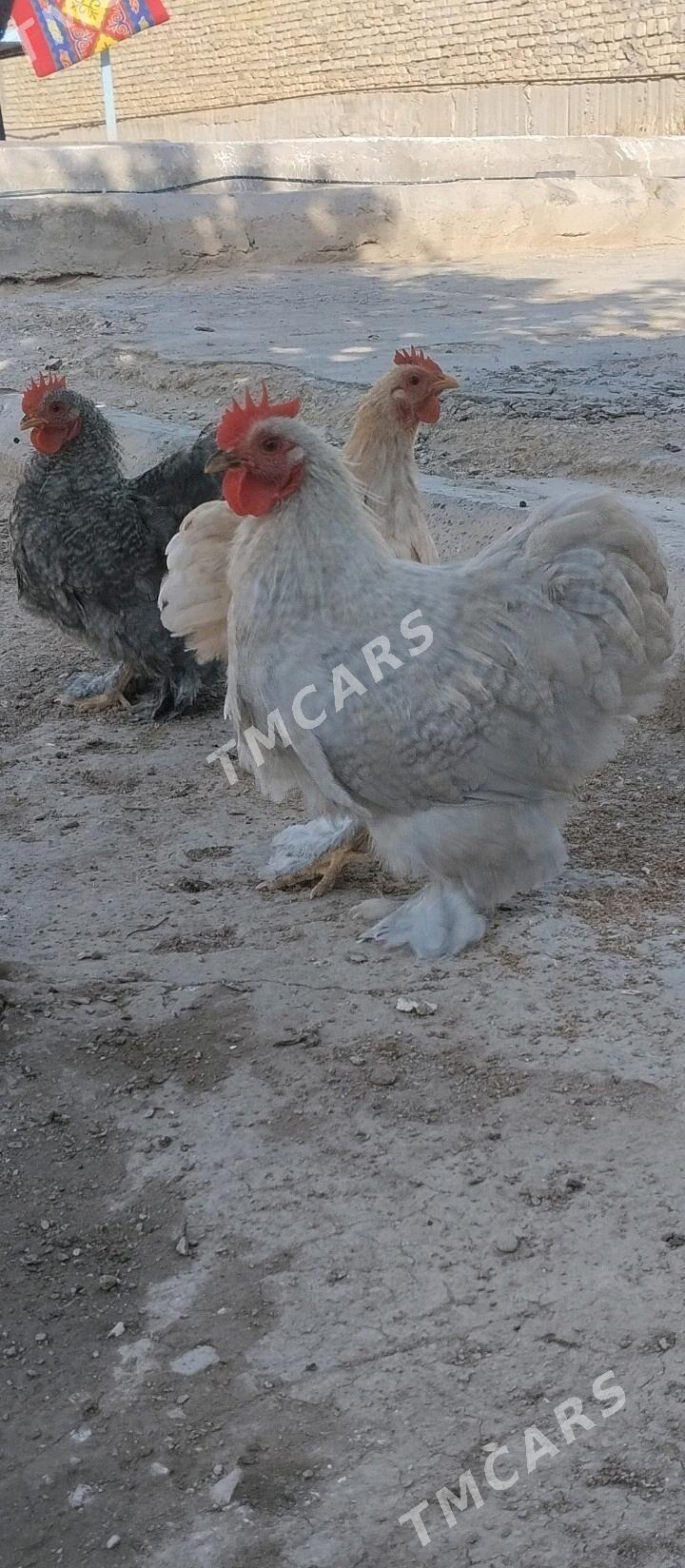 Kohinhin karlik horazlar - Balkanabat - img 2