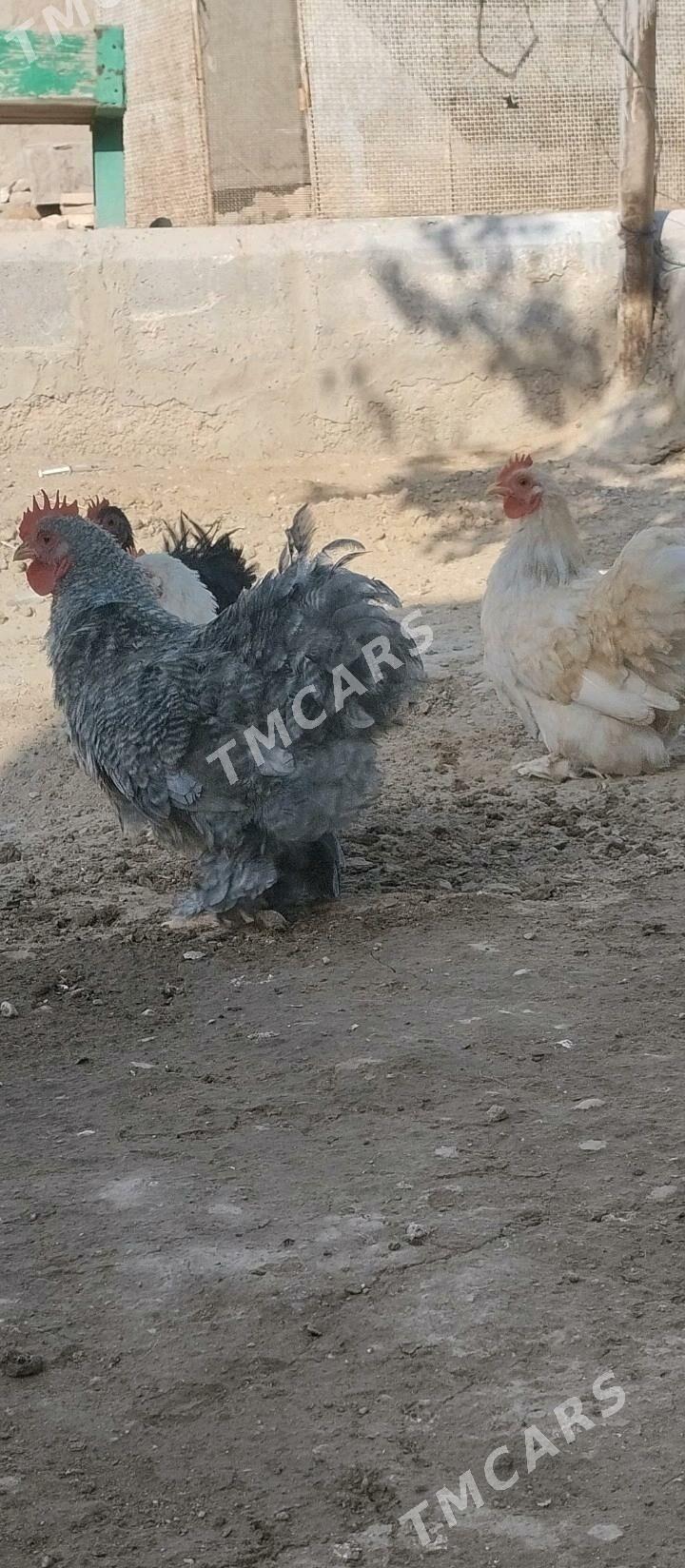 Kohinhin karlik horazlar - Balkanabat - img 4