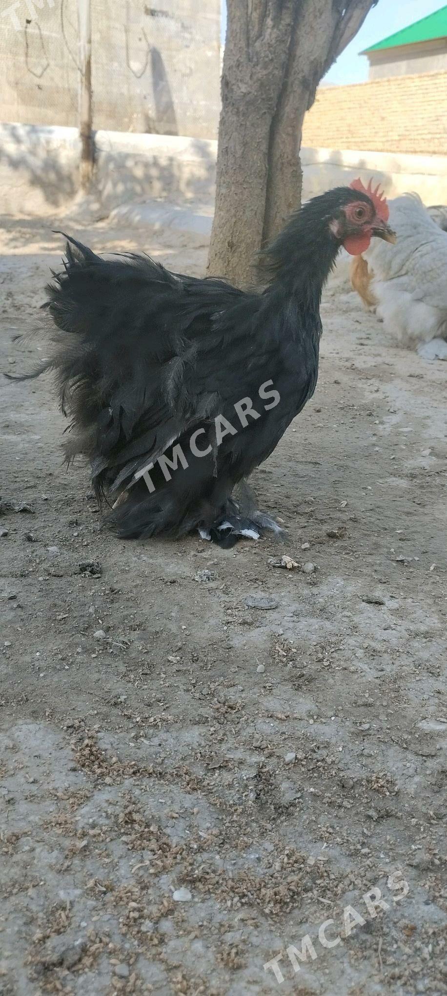 Kohinhin karlik horazlar - Balkanabat - img 5