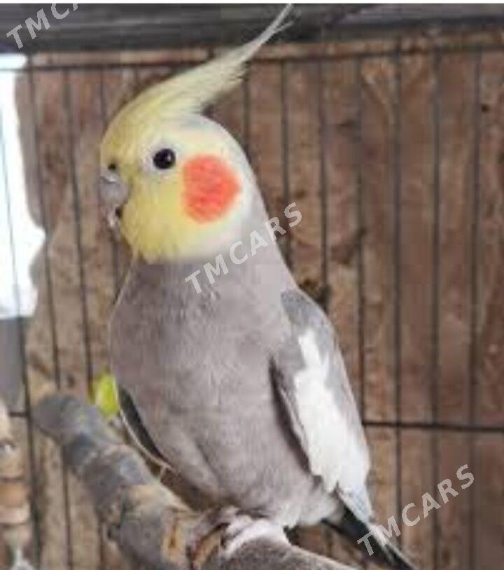 Корела - Çärjew - img 2