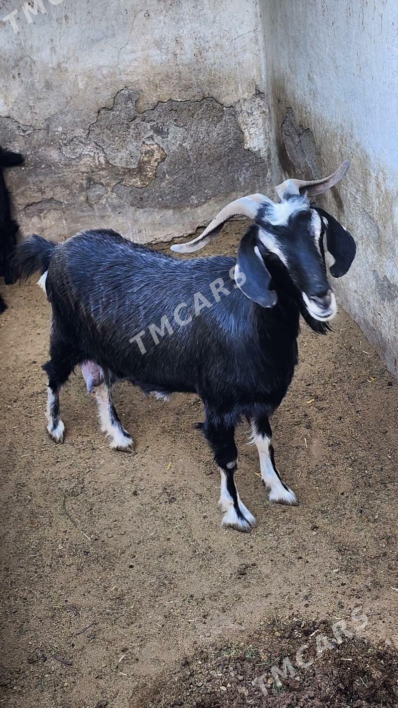AMATLY OWLAKLY GEÇY ARASA MALY - Ашхабад - img 6