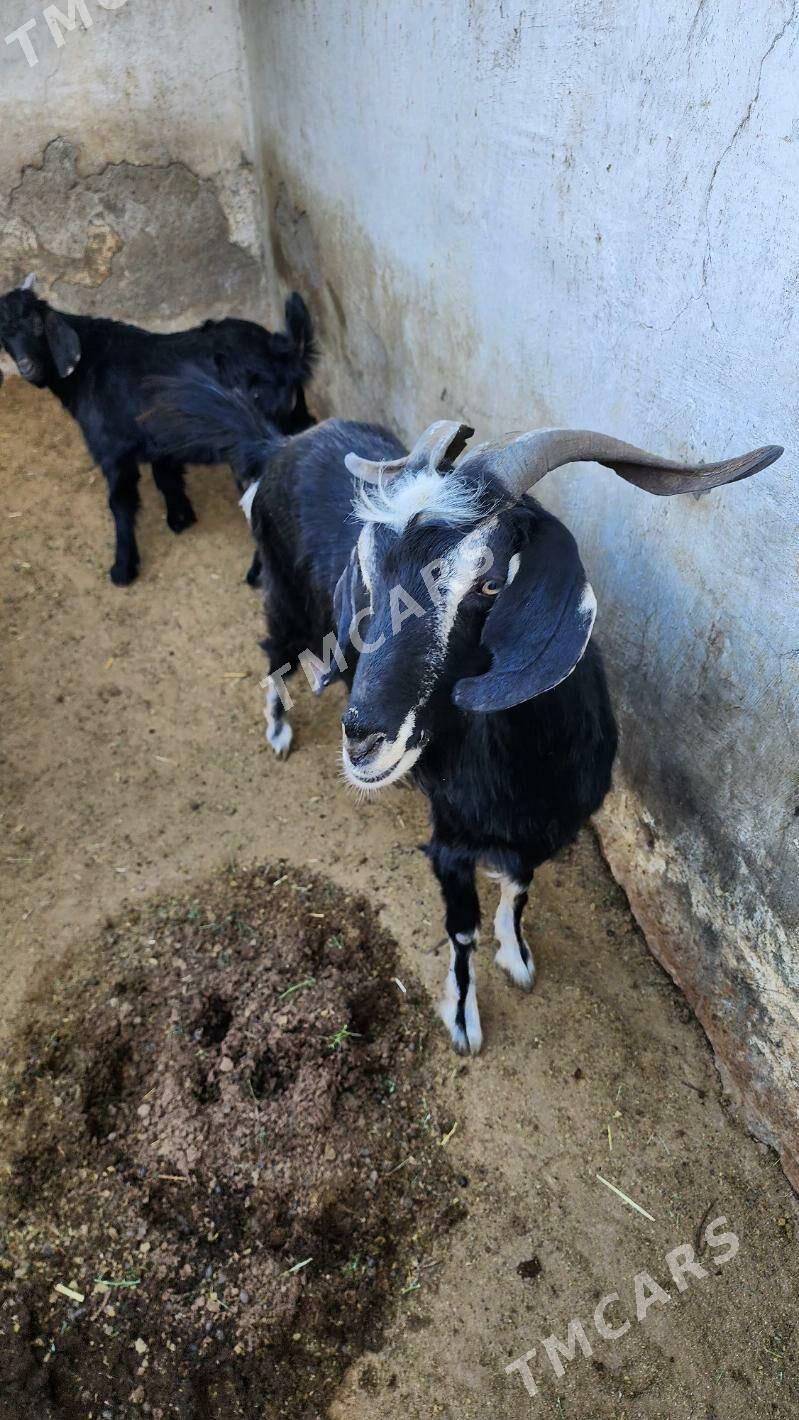 AMATLY OWLAKLY GEÇY ARASA MALY - Ашхабад - img 3