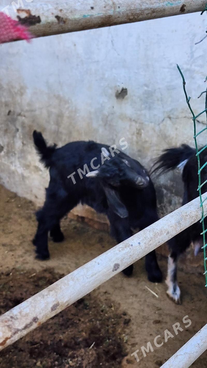 AMATLY OWLAKLY GEÇY ARASA MALY - Ашхабад - img 2