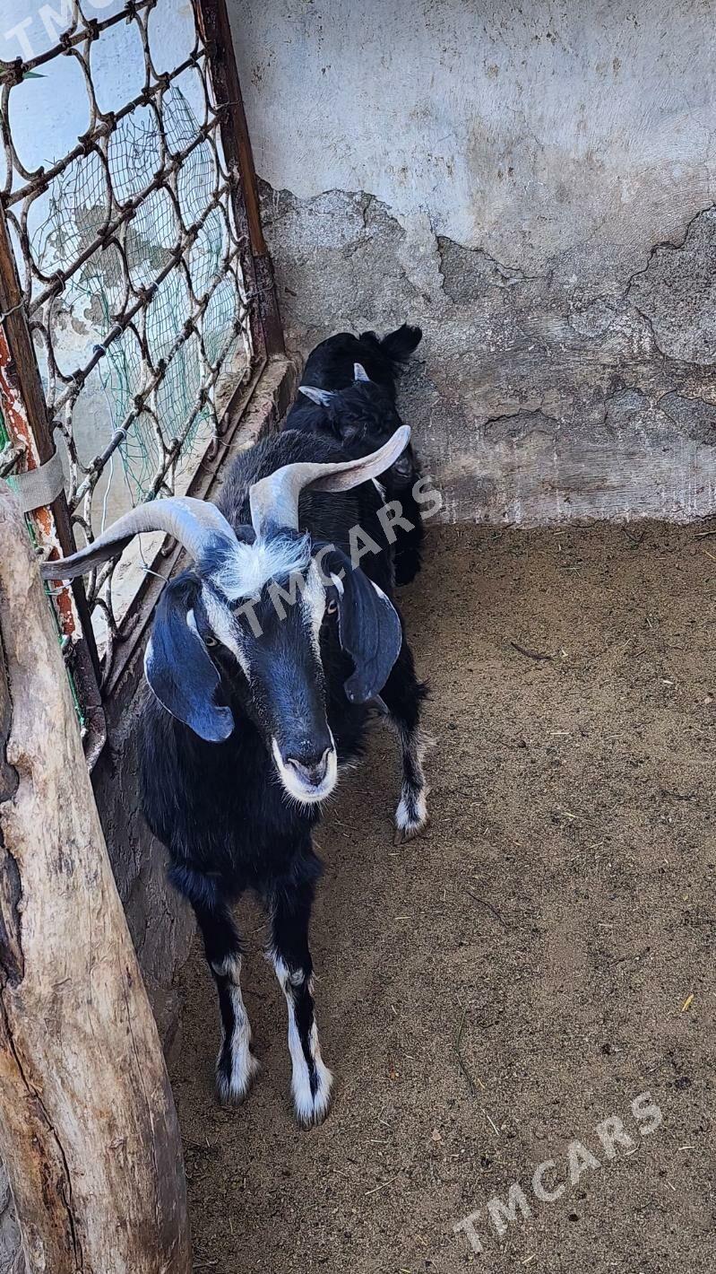 AMATLY OWLAKLY GEÇY ARASA MALY - Ашхабад - img 4
