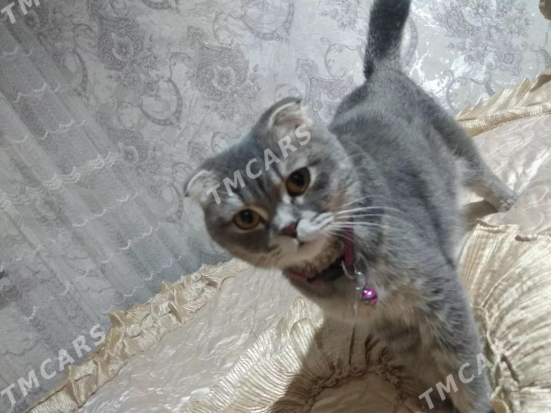 Şatlanskaýa+bengalskaýa poroda - Mary - img 2