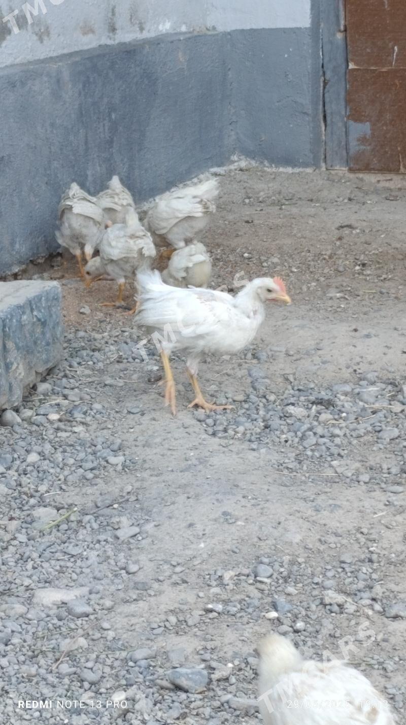 towuk juyje - Bagyr - img 2