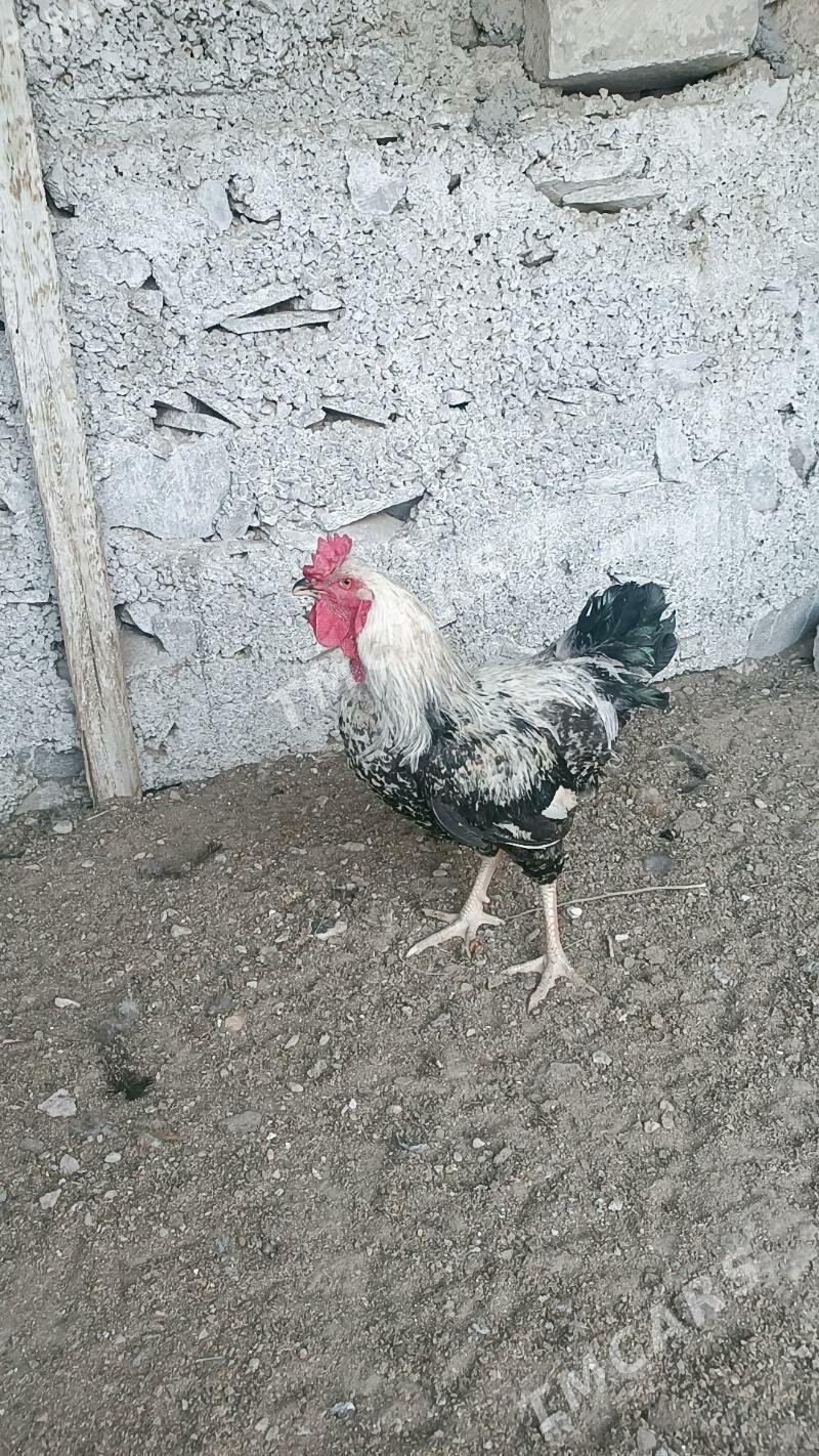 Horoz - Balkanabat - img 2