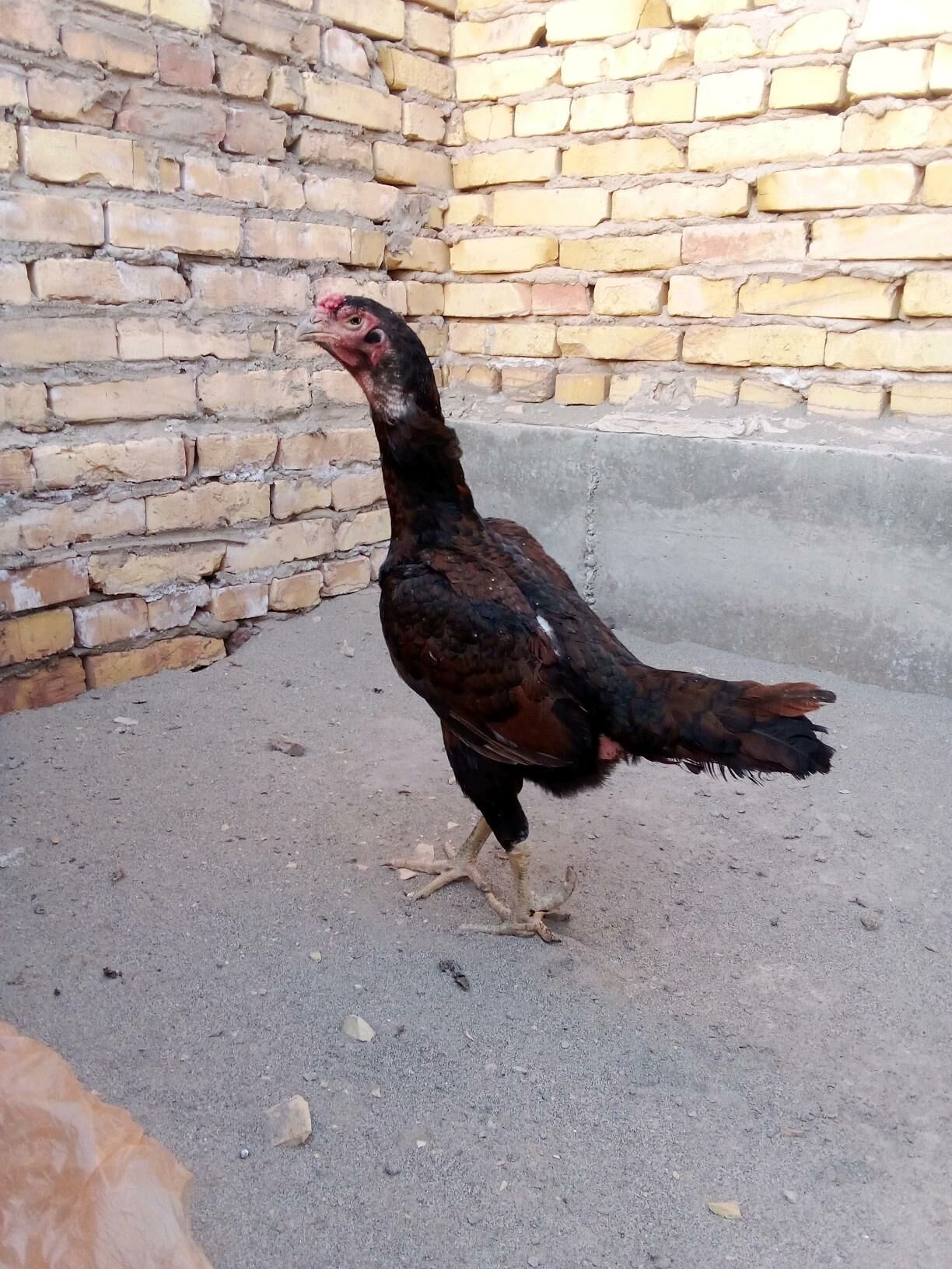 horaz - Çärjew - img 3