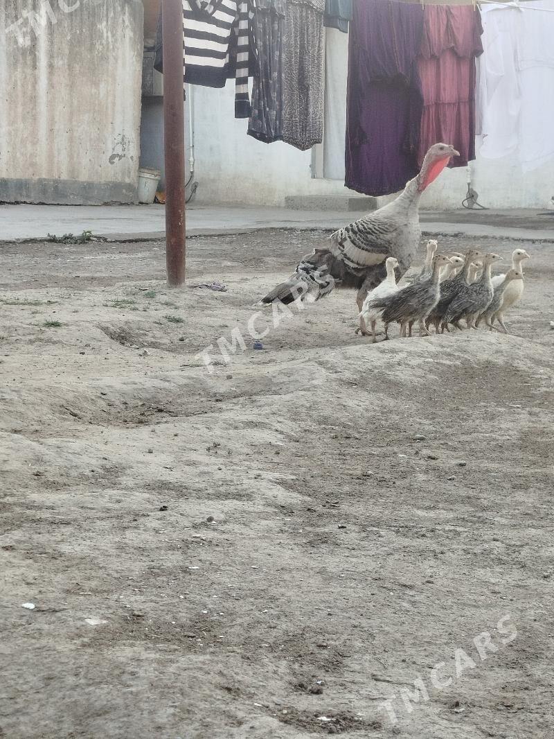 İndiuk jüýje - Büzmeýin - img 2