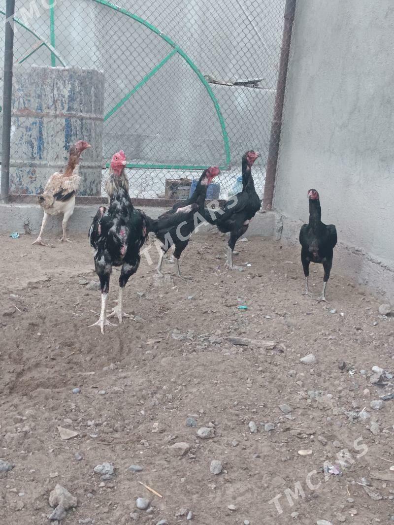 Taşkent - Änew - img 2