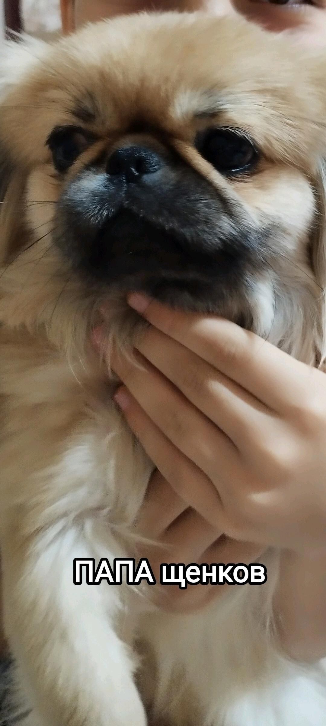 Pekines Пекинес щенки(бронь) - Ашхабад - img 6