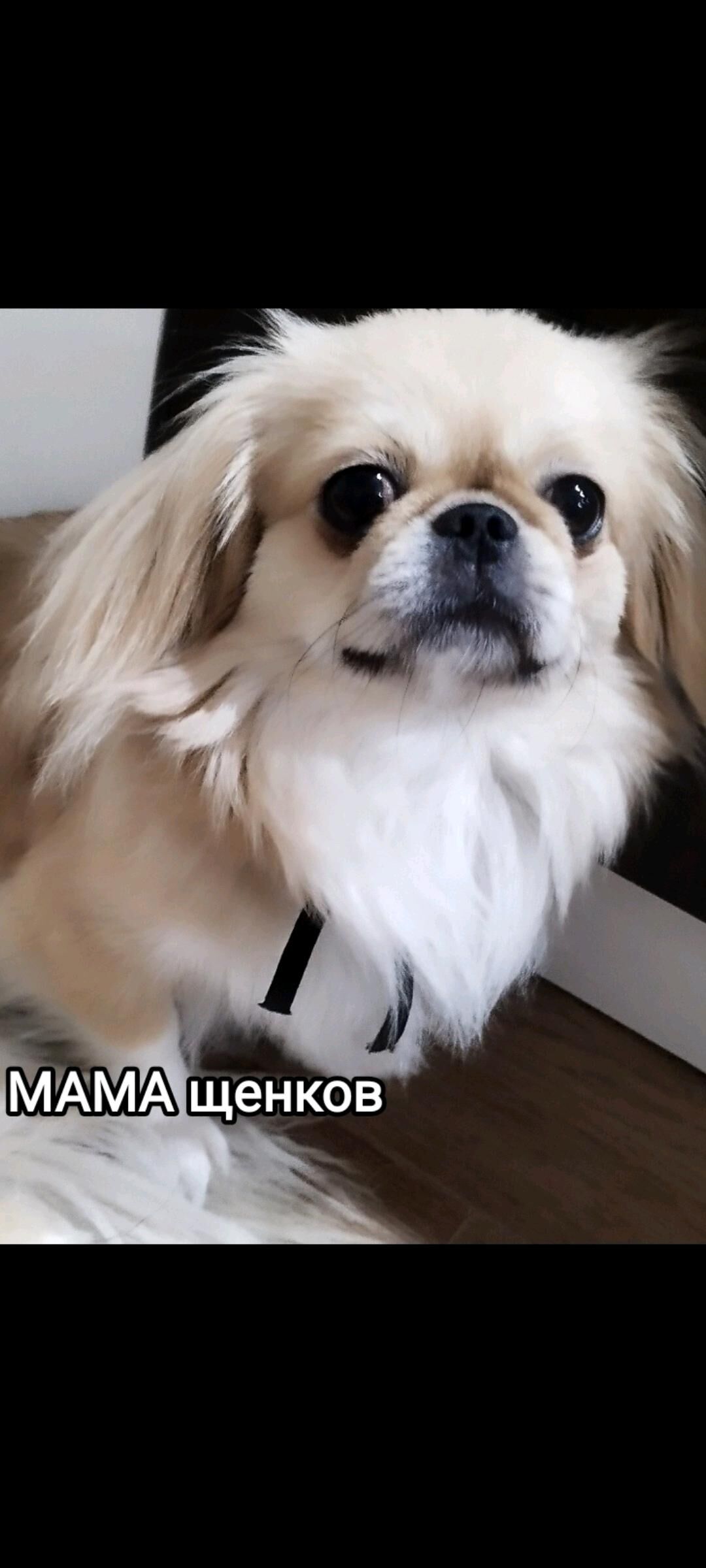 Pekines Пекинес щенки(бронь) - Ашхабад - img 5