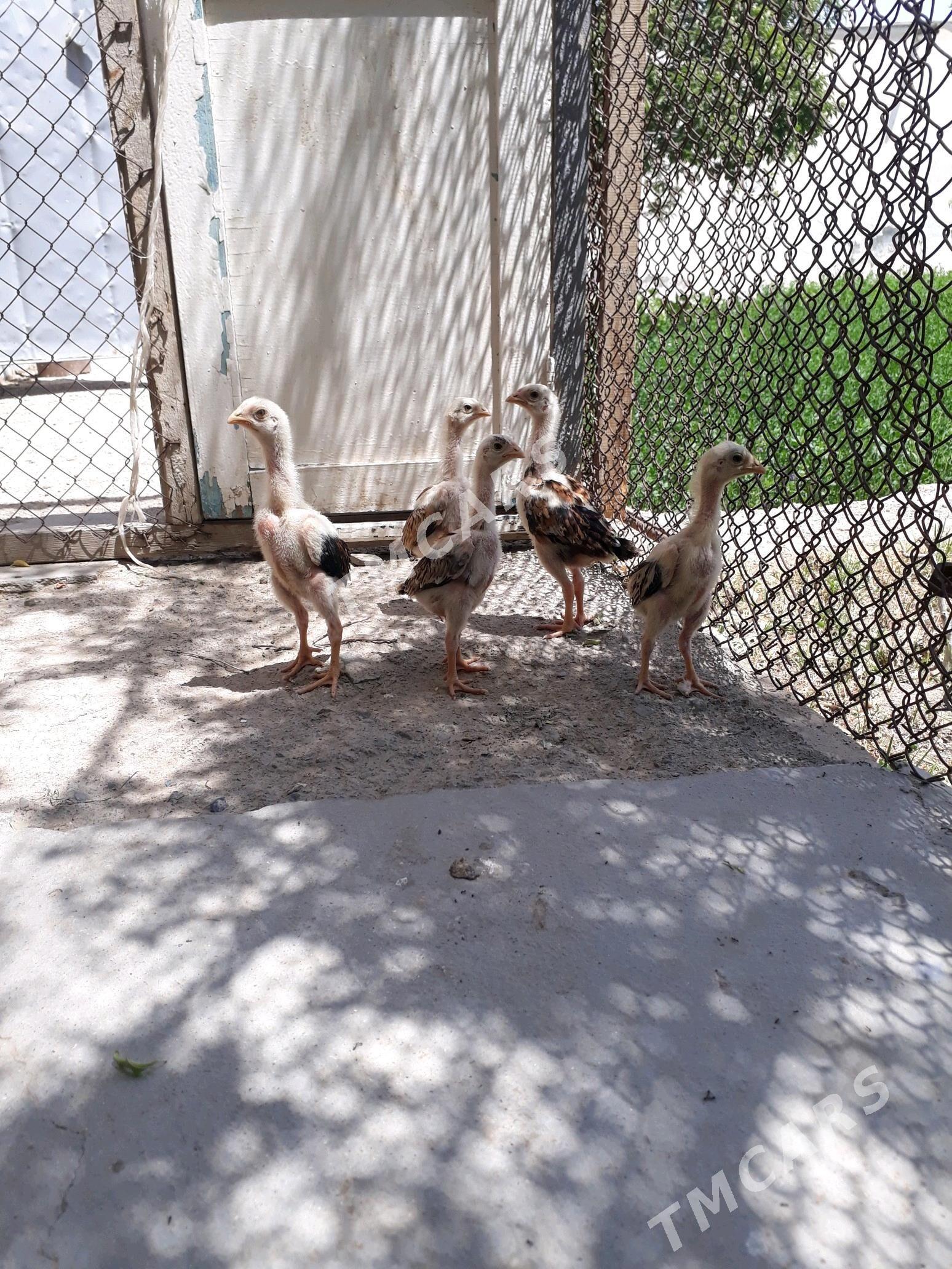 taskent juyje towuk - Gyzylarbat - img 2