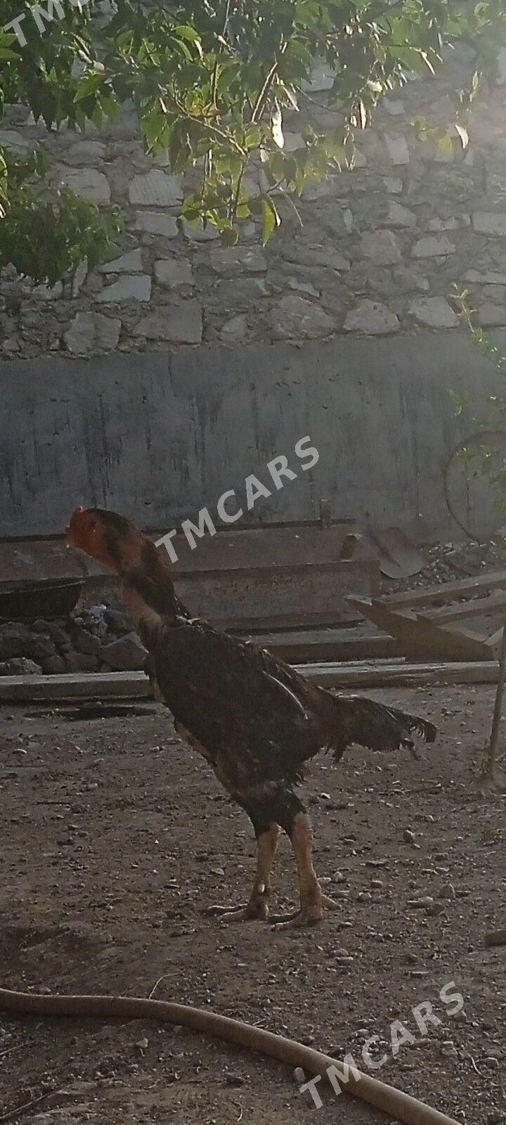 Boýsowyý horaz - Balkanabat - img 2