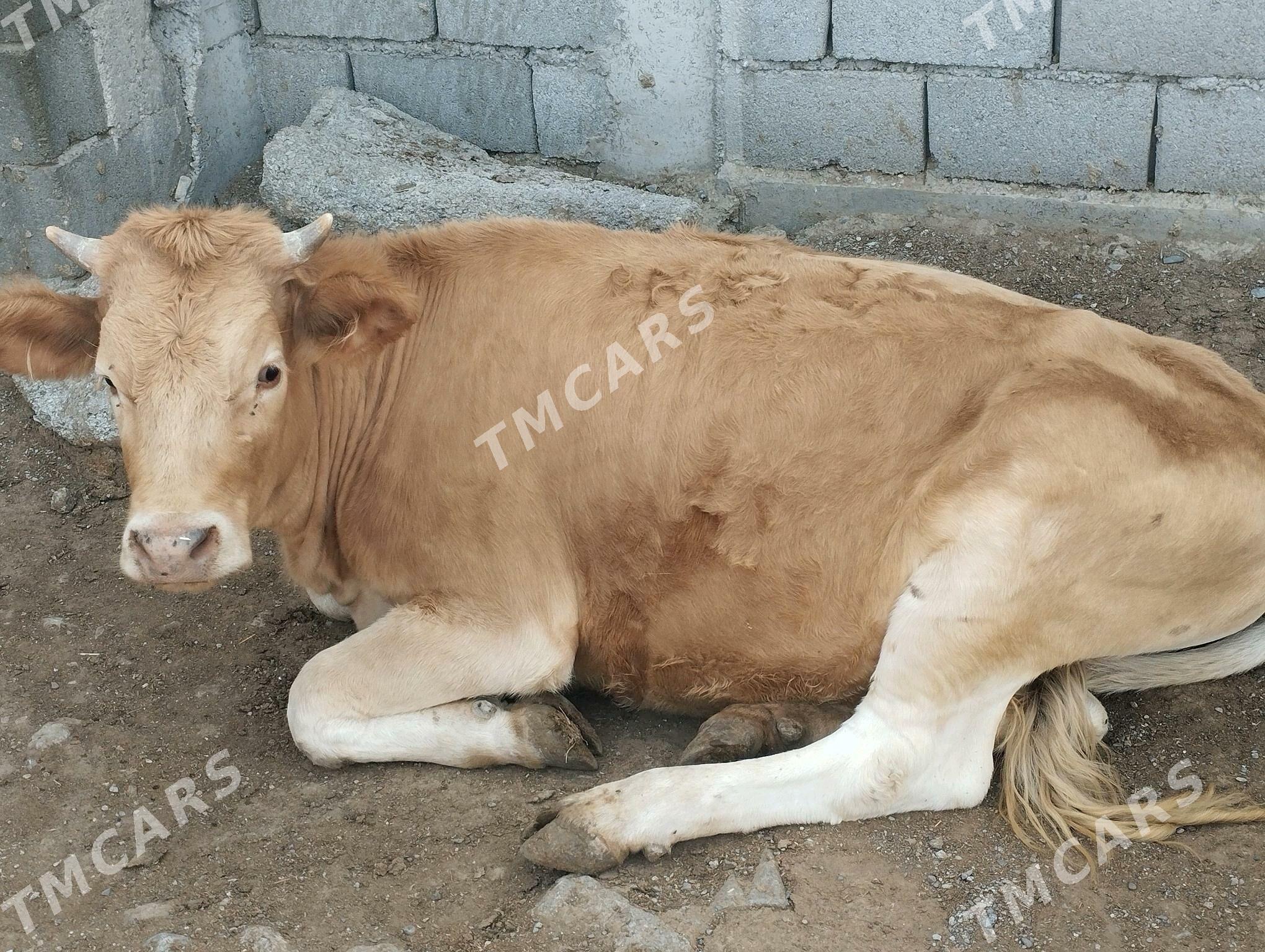 gololi sygyr - Gökdepe - img 7