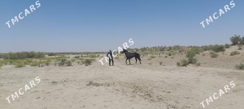 Ahal at - Bereket - img 6