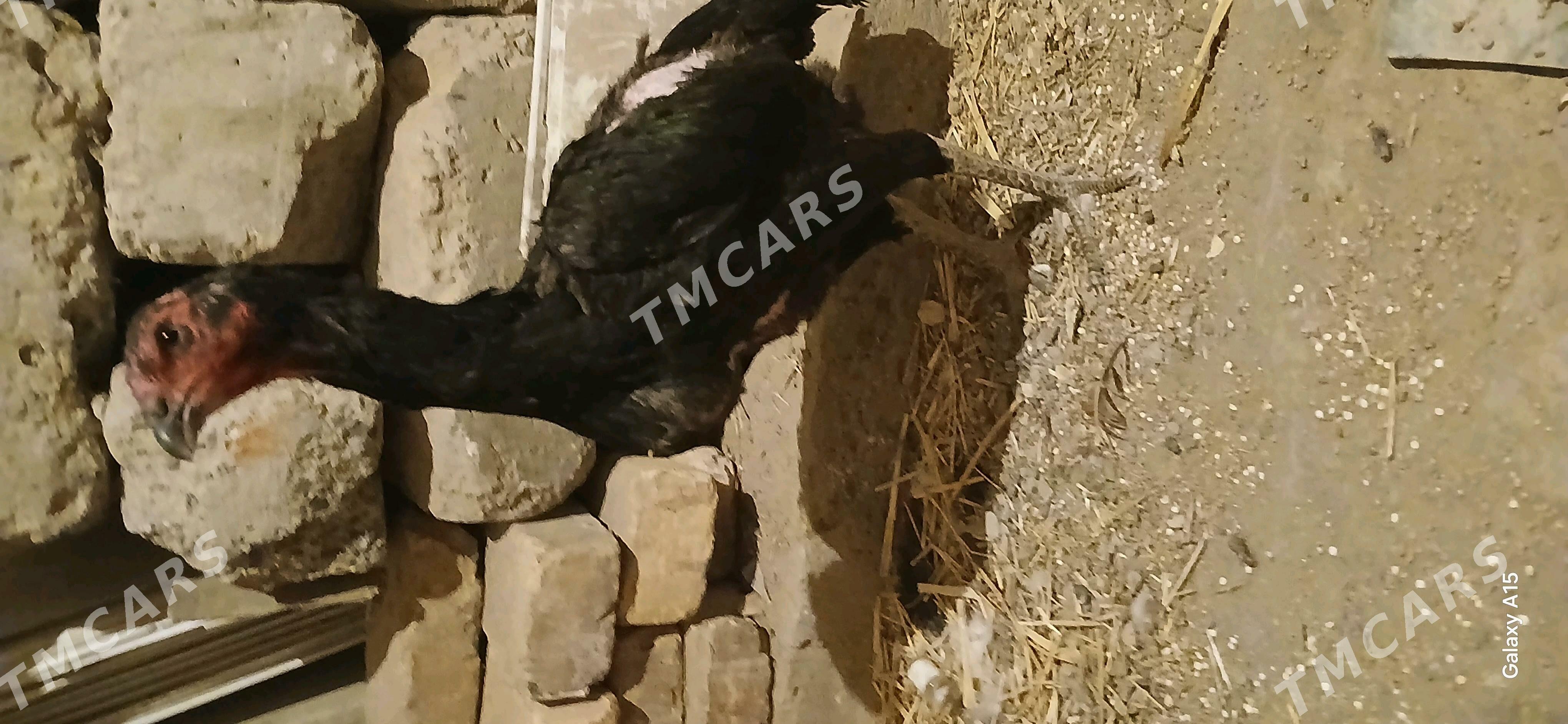 tovuk - Дашогуз - img 3