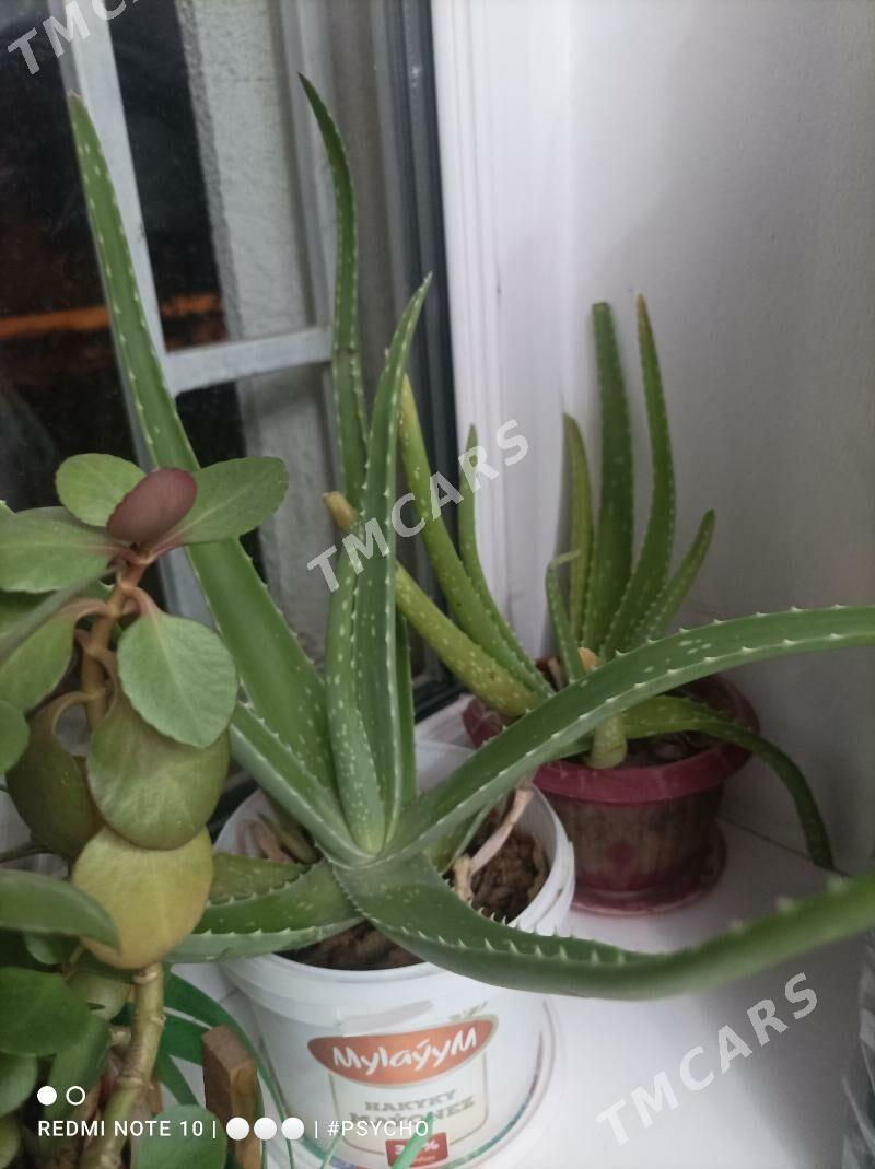 Aloe (osumlik) - Ашхабад - img 5