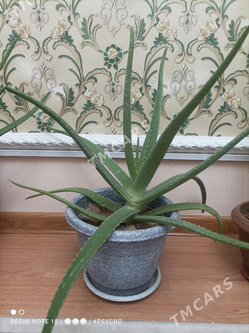 Aloe (osumlik) - Ашхабад - img 2