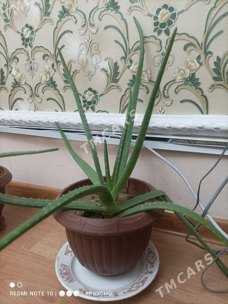 Aloe (osumlik) - Ашхабад - img 4